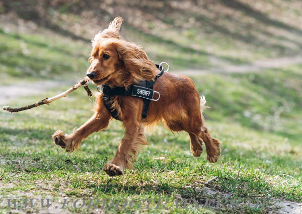 Bestseller ID Geschirr aus Nylon für Spaniel mit Klettlogo